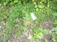 Galium boreale