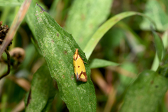 Agapeta zoegana