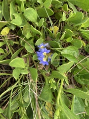 Scaevola calendulacea
