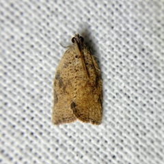 Meritastis