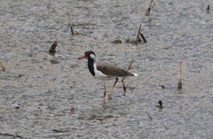 Vanellus indicus