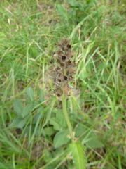 Betonica officinalis