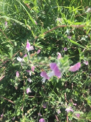 Ononis spinosa