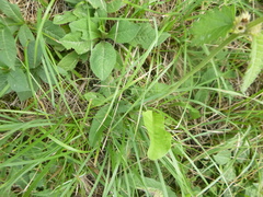 Betonica officinalis