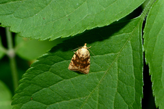 Aleimma loeflingiana