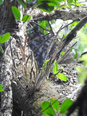 Dendrobium tetragonum