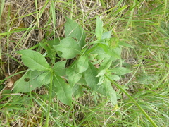 Knautia dipsacifolia