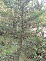 Cupressus arizonica
