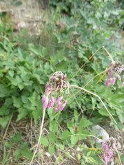 Allium carinatum