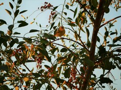 Phylloscopus