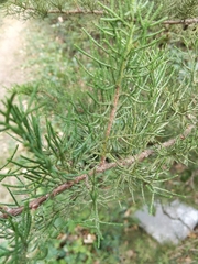 Cupressus arizonica
