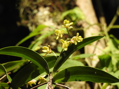Dendrobium gracilicaule