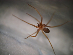 Loxosceles rufescens