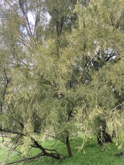 Exocarpos cupressiformis