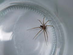 Loxosceles rufescens