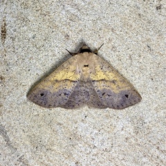 Ophyx eurrhoa