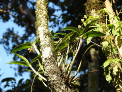 Dendrobium gracilicaule