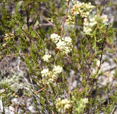 Polygonum dentoceras