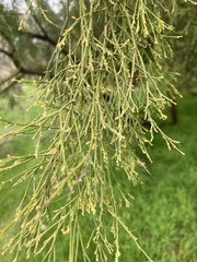 Exocarpos cupressiformis