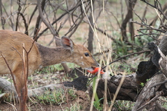 Tragelaphus sylvaticus sylvaticus