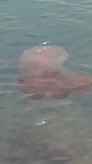Phyllorhiza punctata