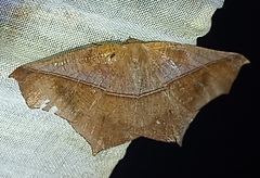 Prochoerodes lineola