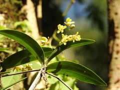 Dendrobium gracilicaule
