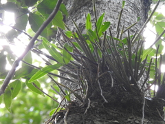 Dendrobium gracilicaule