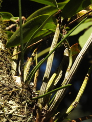 Dendrobium bowmanii