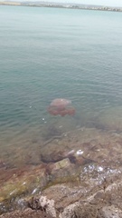 Phyllorhiza punctata