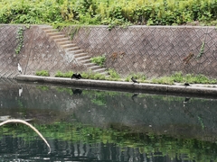 Phalacrocorax carbo hanedae