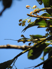Dendrobium gracilicaule
