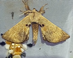 Apatelodidae