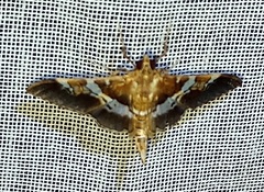Desmia ufeus