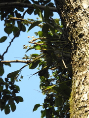 Dendrobium gracilicaule