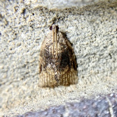 Meritastis