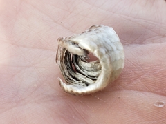 Anguis fragilis