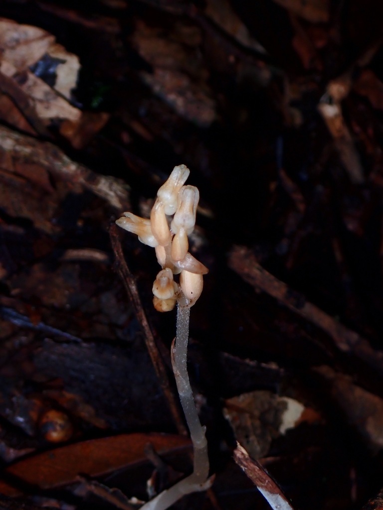 Cystorchis aphylla
