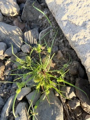 Cyperus squarrosus