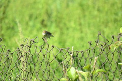 Acrocephalus dumetorum