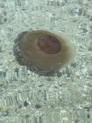 Cotylorhiza tuberculata