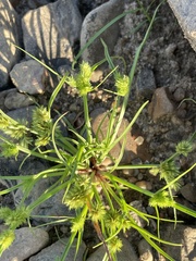 Cyperus squarrosus