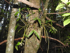 Dendrobium gracilicaule