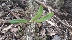 Drymoanthus adversus