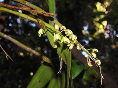 Dendrobium gracilicaule