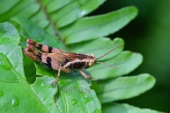 Xenocatantops humilis