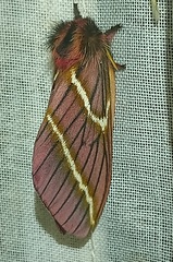 Paradirphia rectilineata