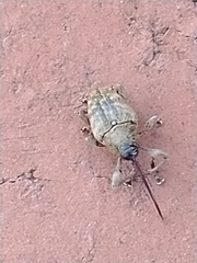 Curculio glandium
