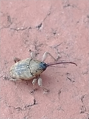 Curculio glandium