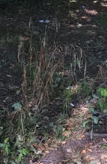 Bromus benekenii